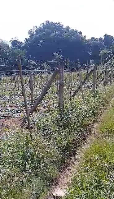 Đất nông nghiệp 2500m² tại Phiêng Luông, giá chỉ 650 triệu - Đầu tư lý tưởng!