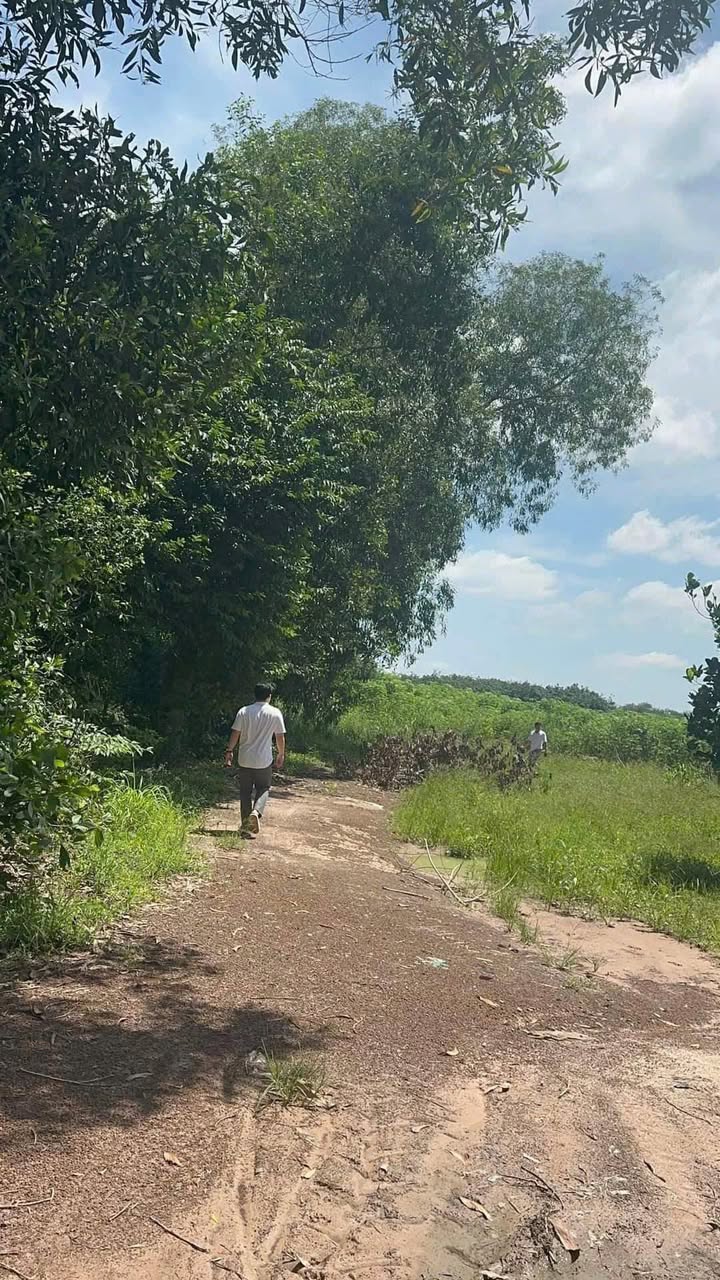 Đất vườn mít sấy 38,000m² tại Thạnh Bình - Cơ hội đầu tư sinh lời!