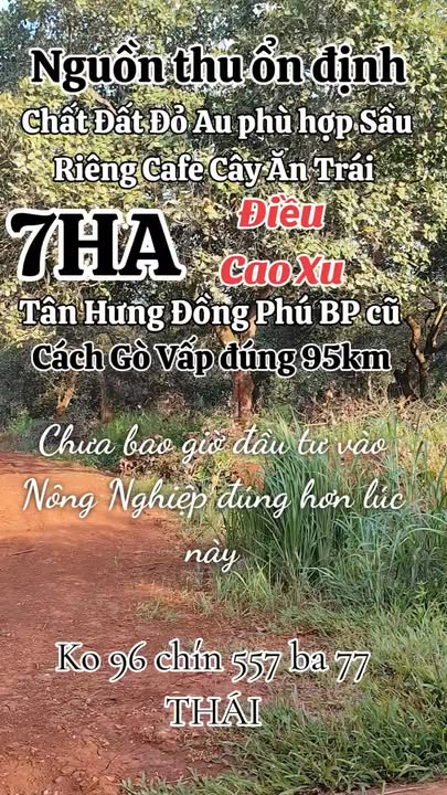Đất Farm 7ha tại Xã Tân Hưng, Đồng Phú - Giá chỉ 1.55 tỷ, cơ hội đầu tư sinh lời!