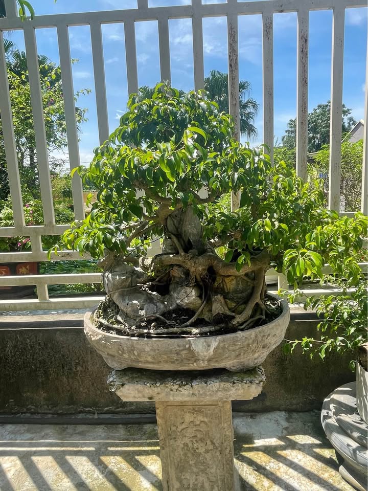 Đất nền chính chủ tại Phố Bích Sơn, Phường Hoa Lư 75m² - Cơ hội đầu tư hấp dẫn!