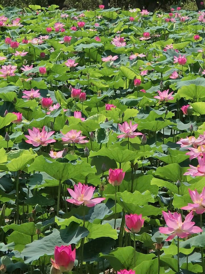 Đất nông nghiệp Cam Tân 10800m² giá chỉ 648 triệu - Đường ô tô vào tận nơi!