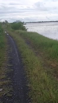 Đất nông nghiệp Mộc Hóa Long An 20.000m² giá chỉ 2.6 tỷ - Đầu tư sinh lời cao!