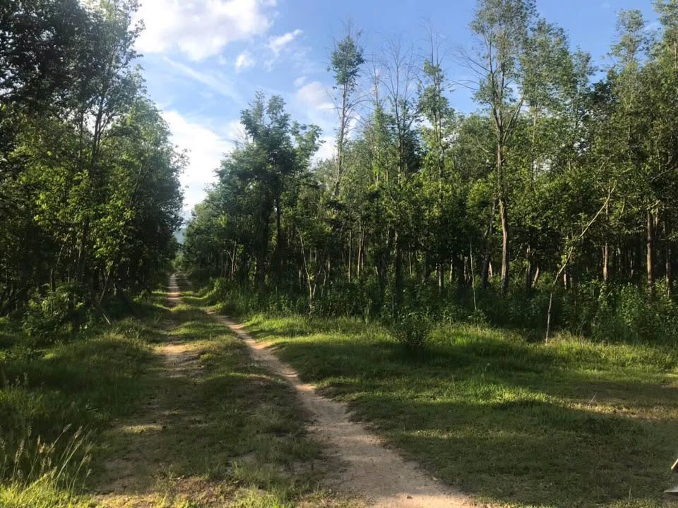 Farm 70ha tại Ninh Tân, Ninh Hòa - Đất trồng cây dó bầu, giá thỏa thuận!