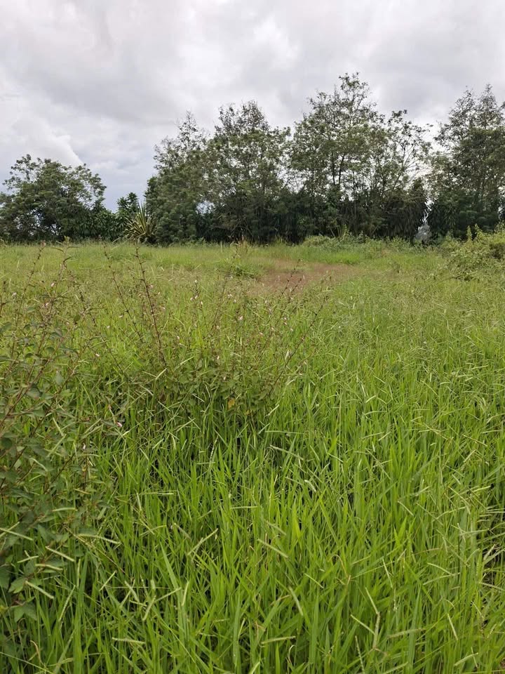 Đất nền hẻm Nguyễn Trãi, Bảo Lộc 216m² chỉ 1.6 tỷ - Cơ hội đầu tư tuyệt vời!