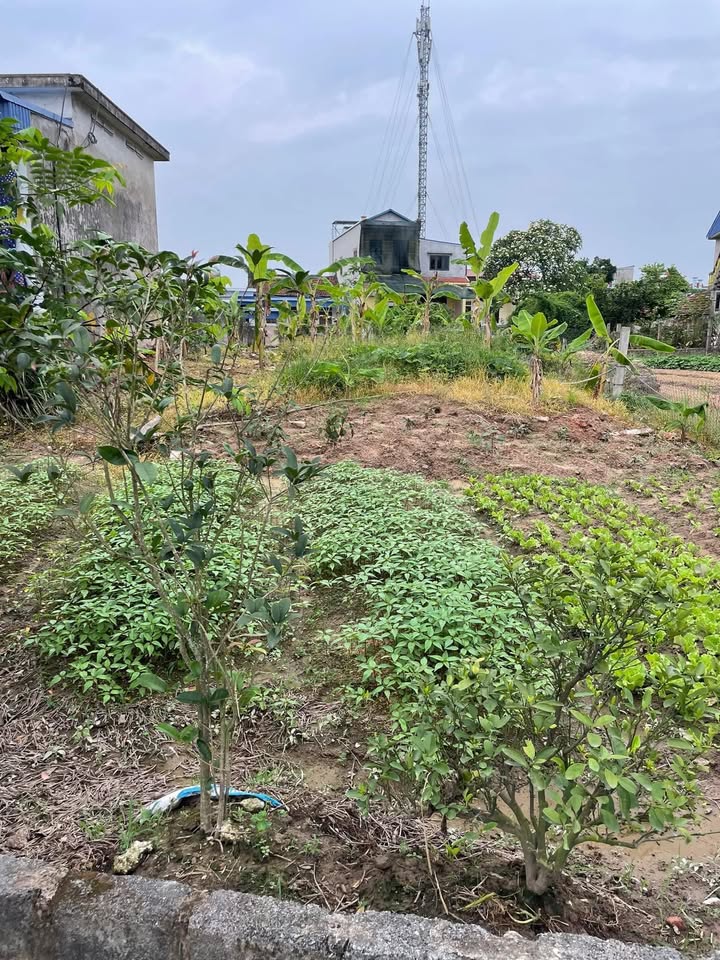 Đất thổ cư Cổ Tung, Nam Hùng 204m² giá 900 triệu - Đầu tư sinh lời ngay!