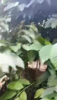 Đất nền Ia Tô, Ia Grai 22.320m² giá 700 triệu - Cơ hội đầu tư sinh lời!