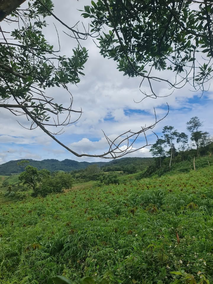 Đất Măng Cành 6000m² giá 800 triệu - Mặt tiền đường nhựa, view đẹp!