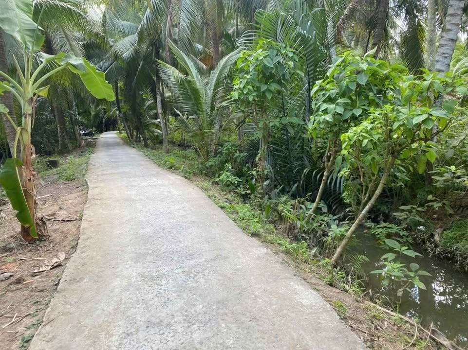 Đất vườn dừa 2800m² tại Châu Bình, Giồng Trôm, Bến Tre - Sổ hồng chính chủ, giá chỉ 902.4 triệu!