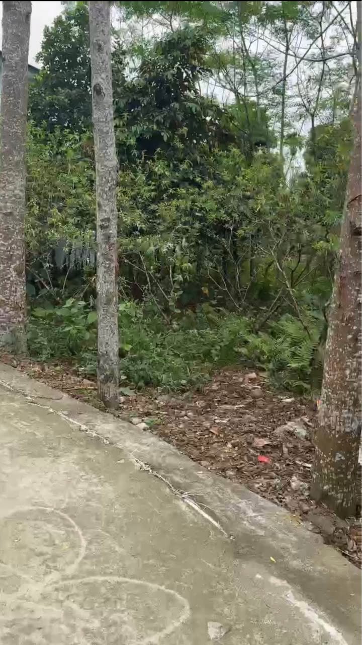 Đất nền khu 2 - Hà Lộc, Phú Thọ 200.6m² giá 1.4 tỷ - Đầu tư sinh lời tuyệt vời!