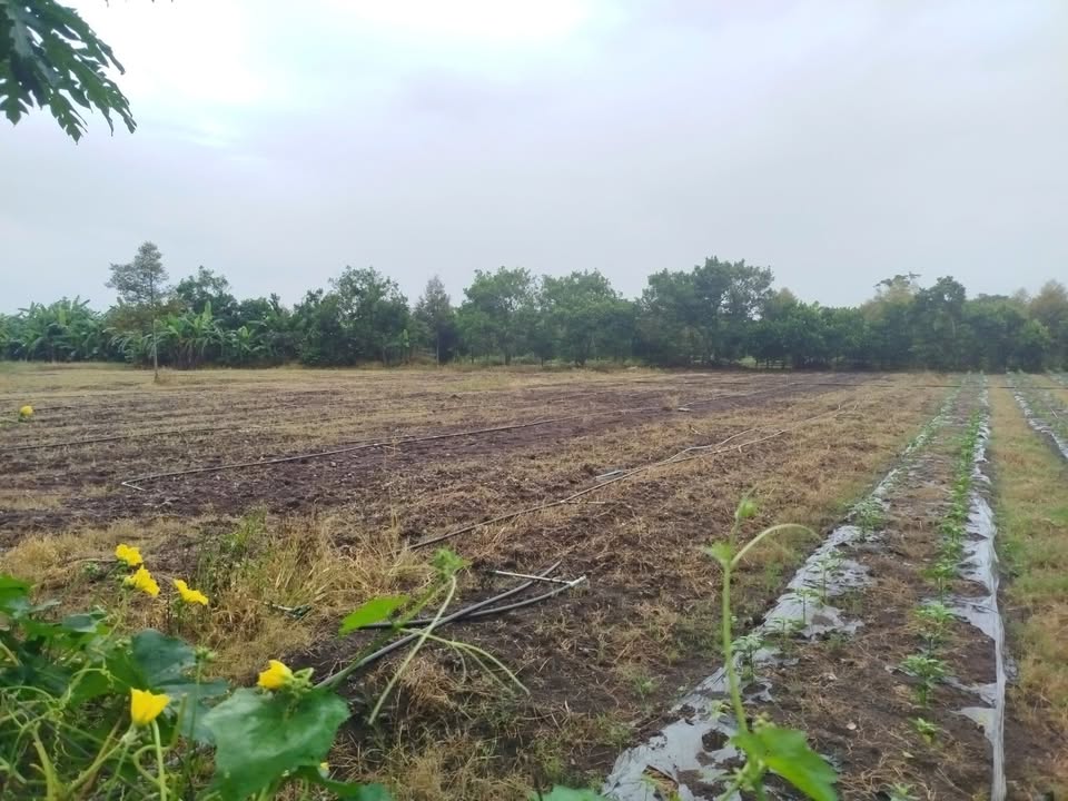 Farm cho thuê tại Bảo Quang, Long Khánh 20.000m² giá 18 triệu/năm - Không thể bỏ lỡ!