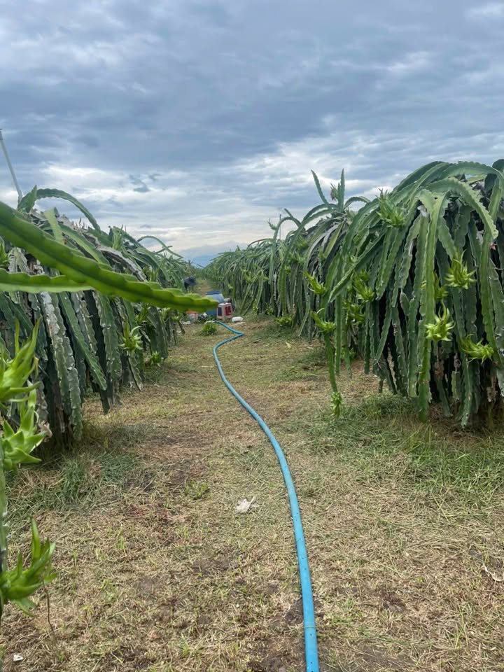 Đất nông nghiệp 5200m² tại Hàm Minh, Hàm Thuận Nam giá chỉ 850 triệu - Cơ hội đầu tư tuyệt vời!