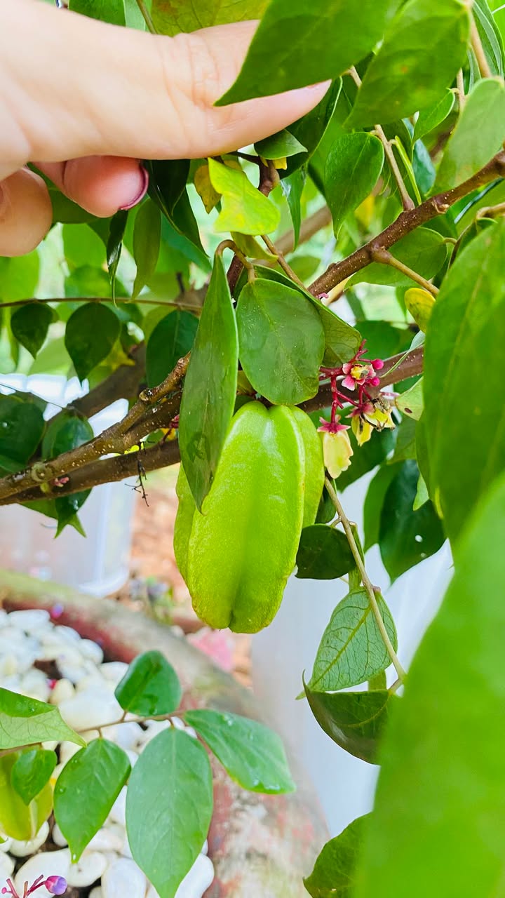 Đất thổ cư đẹp hẻm Tô Hiệu, Pleiku 115m² giá 600 triệu - Hướng Bắc, đường ô tô thoáng rộng!