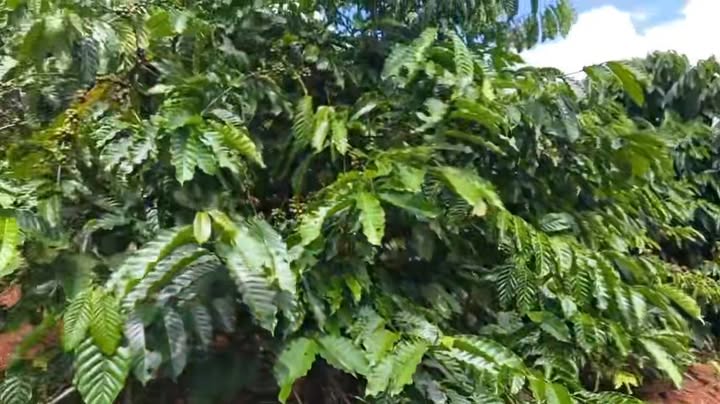 Farm 1.4ha tại Ia Chia, Gia Lai - Đầu tư sinh lời với 700 trụ tiêu, 600 cây cà phê đẹp