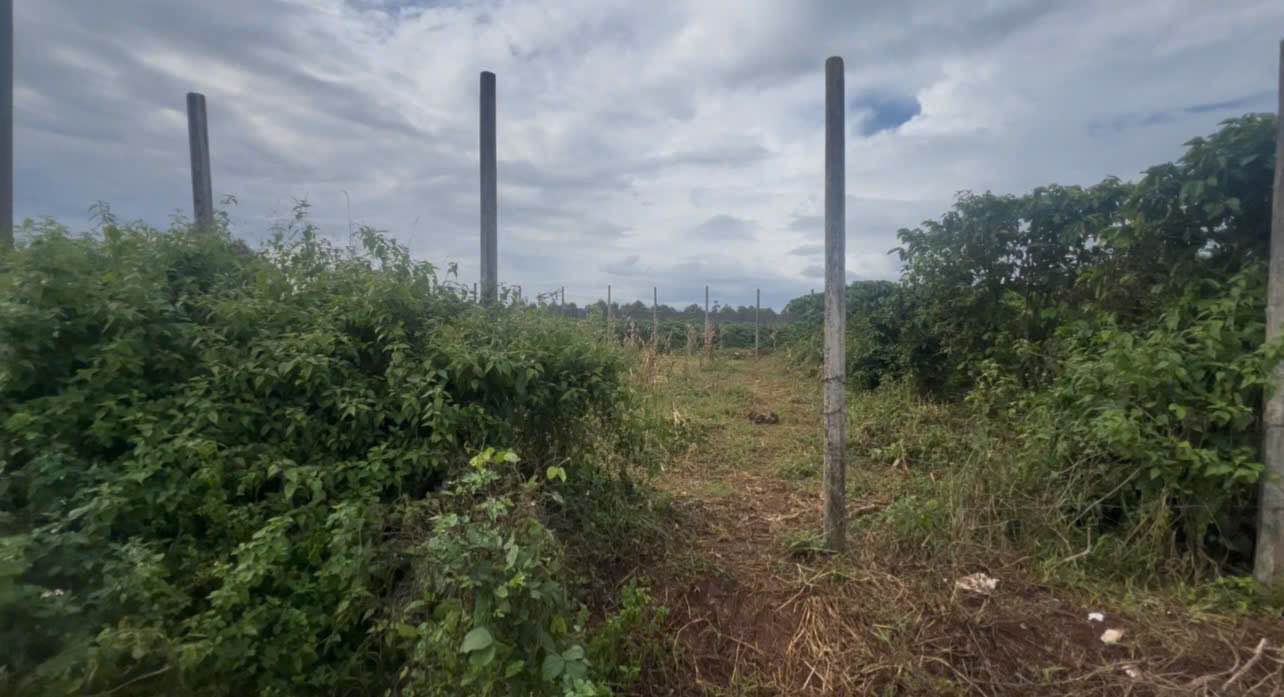 Đất nền hẻm 46 Nguyễn Kiệm, Pleiku 122m² giá 400 triệu - Cơ hội đầu tư lý tưởng!