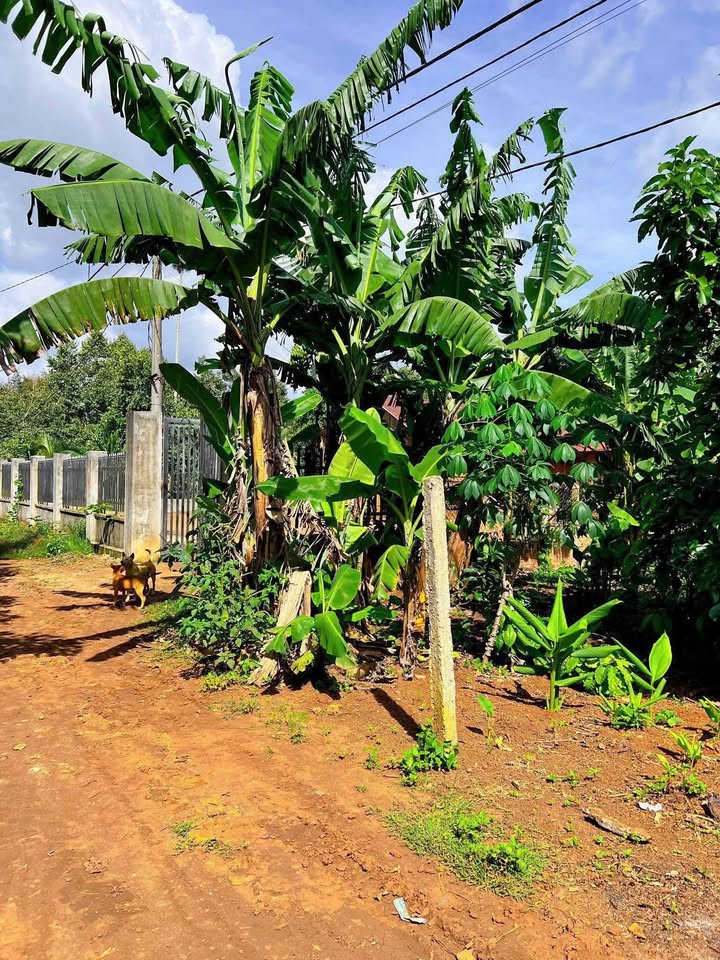 Đất thổ cư 50m² Đường Y Ni Kso, Đạt Hiếu - Giá chỉ 620 triệu!