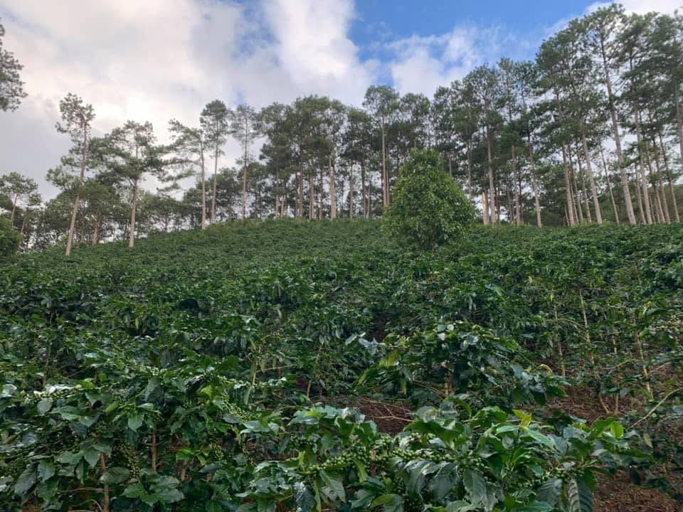 Đất vườn Đạ Sar Lạc Dương 10.000m² giá thỏa thuận - Cơ hội đầu tư hấp dẫn!