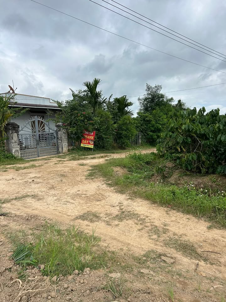 Đất Phú Xuân Krông Năng 5.000m² giá 1.2 tỷ - Đầu tư sinh lời từ cà phê!