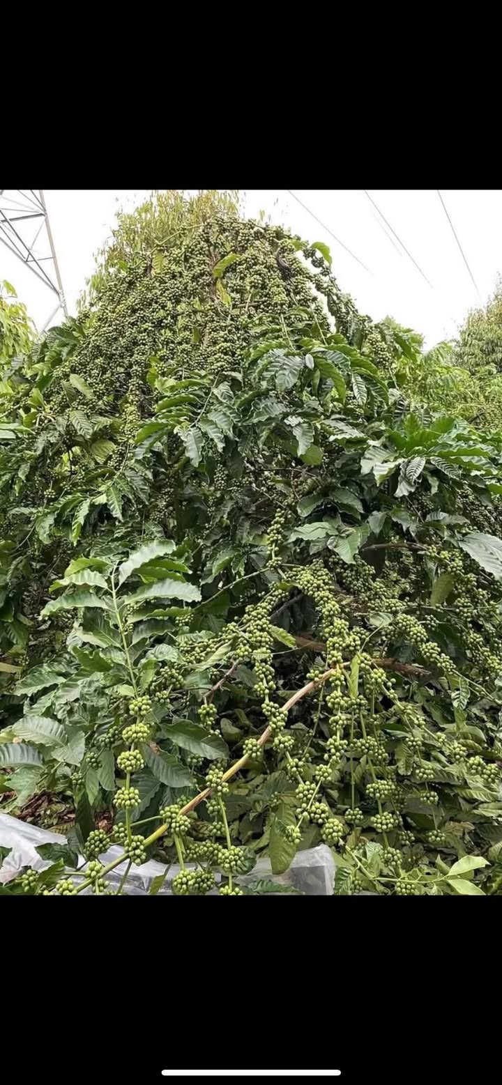 Đất Farm Xuân Phú Ea Kar 5000m² giá 1.5 tỷ - Kinh doanh thuận lợi