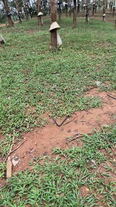 Đất nông nghiệp Sa Nhơn 20.000m² giá 2 tỷ - Cơ hội đầu tư tuyệt vời!