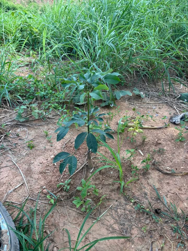 Đất nông nghiệp Ngọc Réo Quảng Ngãi 2,4ha - Cơ hội đầu tư sinh lời!