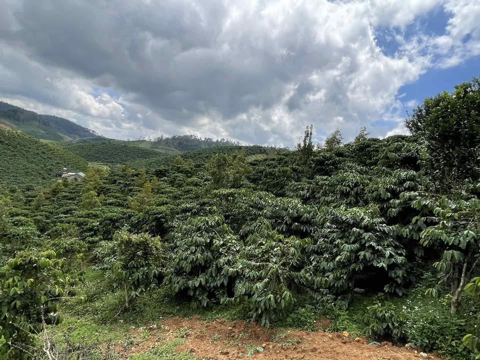 Đất nền 1,8ha tại xã Phúc Thọ, Lâm Hà - Giá chỉ 3,6 tỷ - Đường ô tô vào tận nơi!