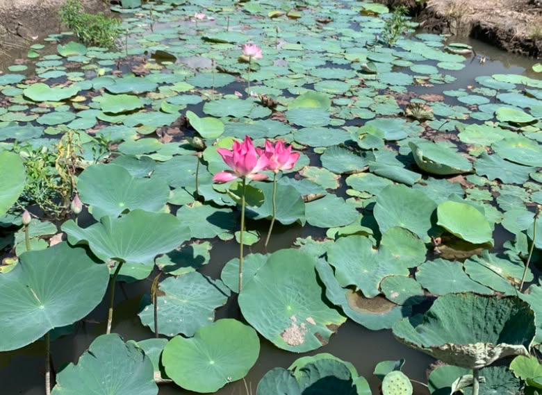 Đất vườn 2400m² xã Đại Phước, Nhơn Trạch, Đồng Nai - Góc 2 mặt sông lớn, giá 4.15 tỷ!