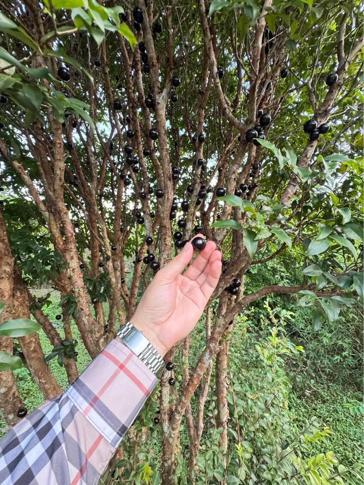 Đất thổ cư Phong Quang 840m² giá 700 triệu - Nở hậu cực đẹp, sổ đỏ chính chủ!