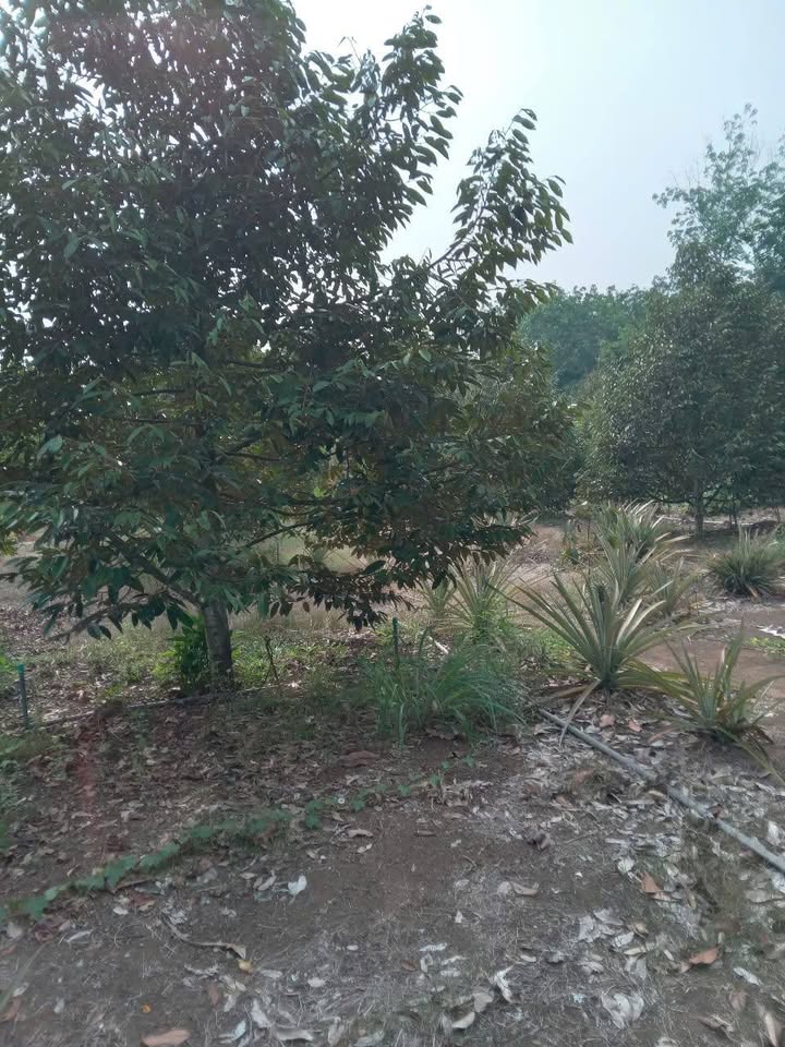 Đất nền 4 sào tại An Phú, Hớn Quản, Bình Phước - Giá chỉ 1.2 tỷ, cơ hội đầu tư hấp dẫn!