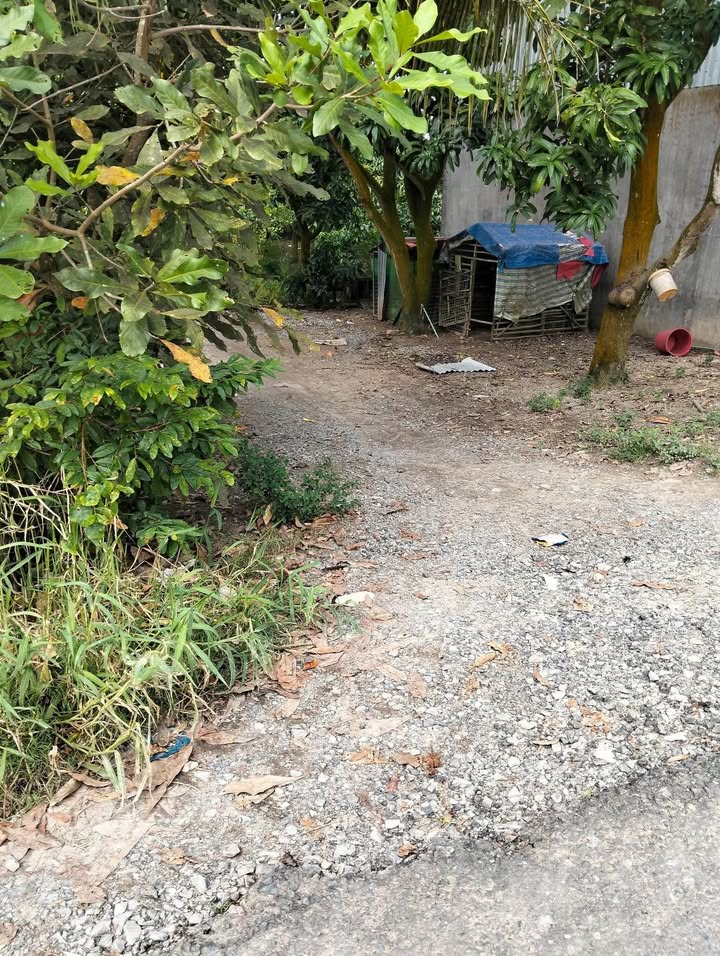 Đất vườn 23,000m² tại Vĩnh Châu, Châu Đốc - Giá chỉ 736 triệu, đầu tư sinh lời!