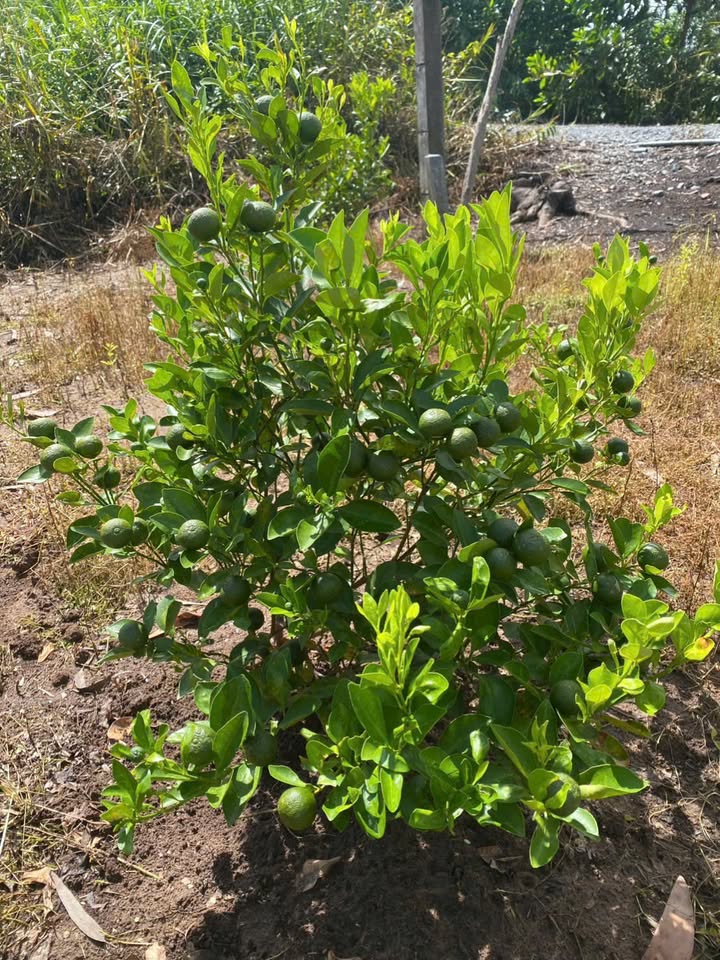 Đất nền Thạnh Mỹ 260m² giá 600 triệu - Chính chủ bán gấp!