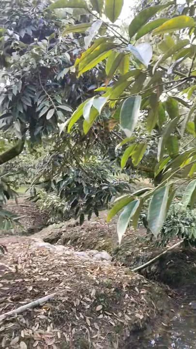 Đất vườn sầu riêng tại Cẩm Sơn, Cai Lậy 19000m² giá 1.65 tỷ - Đầu tư sinh lời ngay!