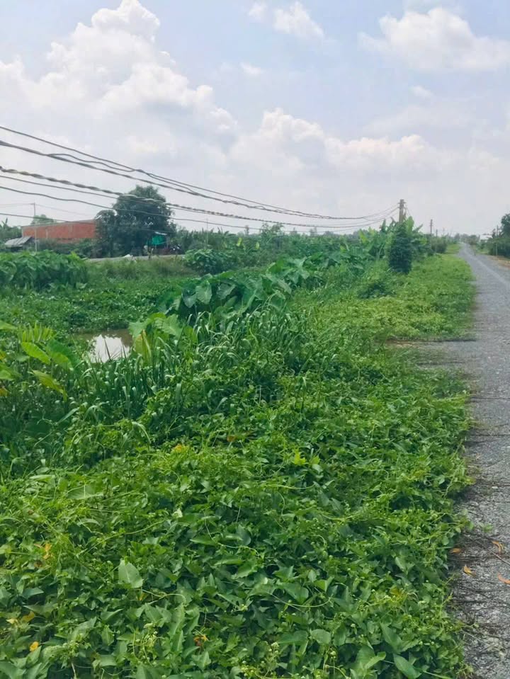 Đất vườn 1053m² xã Lương Bình, Bến Lức, giá 1.25 tỷ - Tiềm năng phát triển cao!