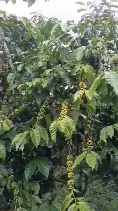 Đất nền xã Lộc Nga 3600m² giá 850 triệu - Vị trí tuyệt đẹp, ô tô tận nơi!