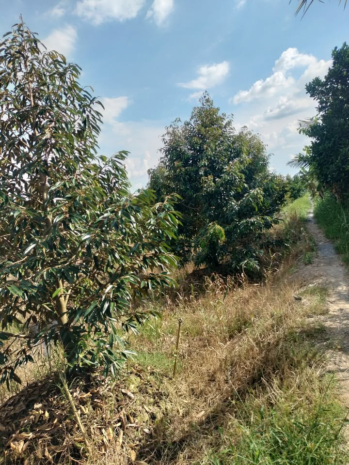 Đất vườn sầu riêng Mỹ Tân 60.000m² giá 3.36 tỷ - Đầu tư sinh lời ngay!