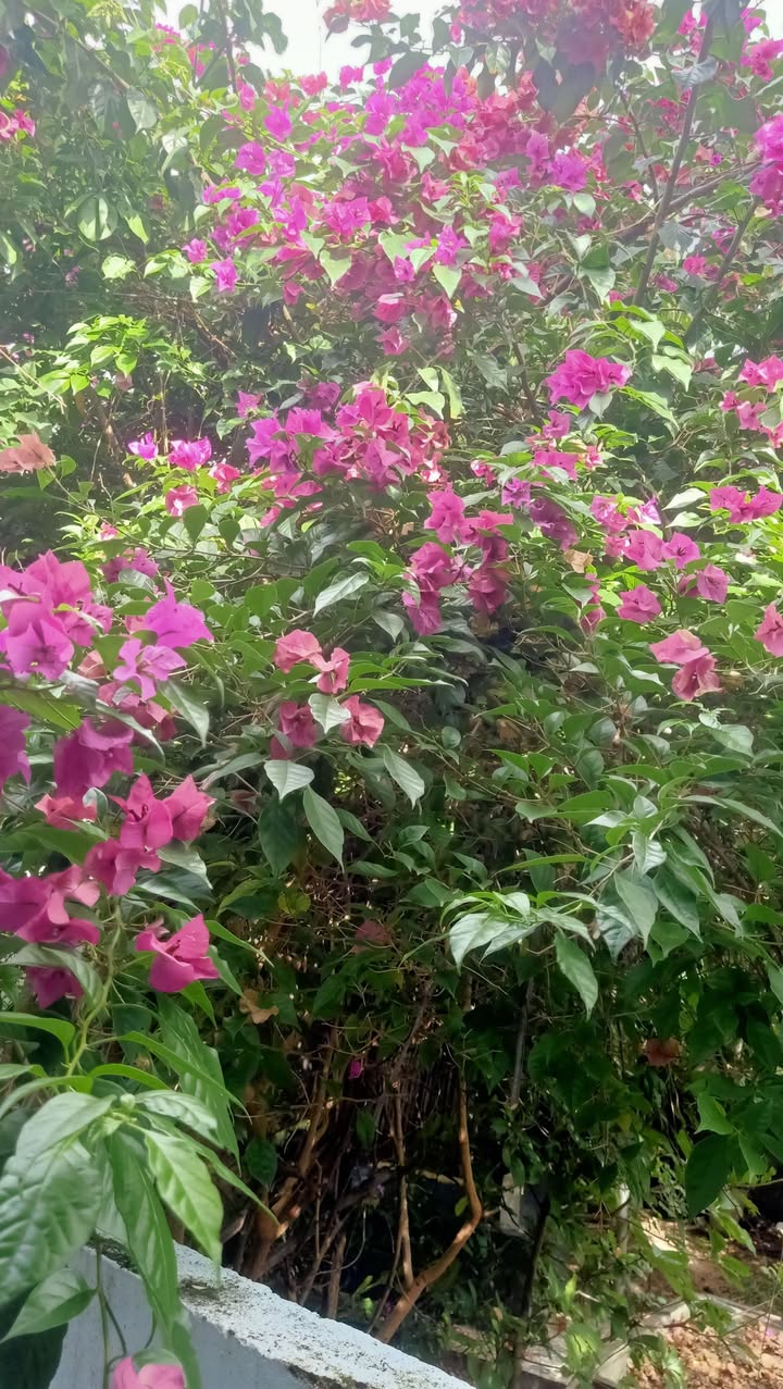 Bán Lô Đất Góc 2 Mặt Tiền Lương Định Của, Ngọc Hiệp 60.5m² - Cơ hội đầu tư tuyệt vời!