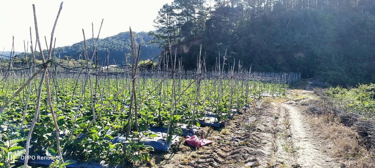 Đất nền Quảng Lập Đơn Dương 6900m² giá 2.415 tỷ - Sổ hồng chính chủ