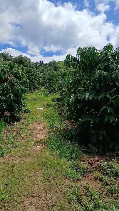 Bán rẫy tại xã Đắk Long, huyện Đắk Hà, tỉnh Kon Tum 1872m² giá 800 triệu - Đầu tư sinh lời ngay!