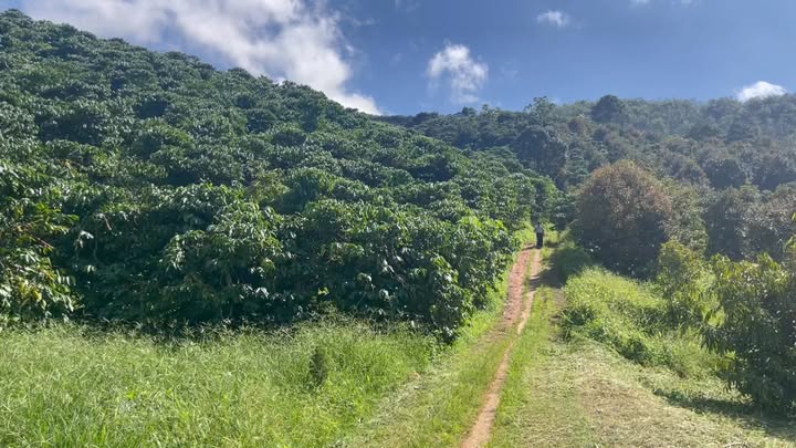 Đất nền xã Phúc Thọ, Lâm Đồng 10.000m² giá 3,6 tỷ - Thương lượng ngay!