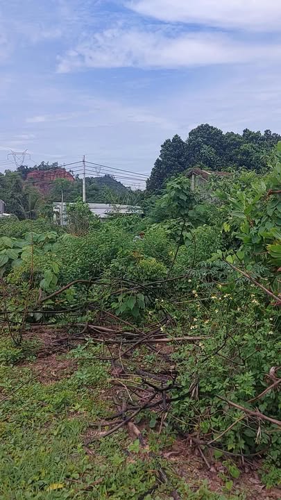 Đất vườn 2.500m² xã Hòa Nhơn, huyện Hòa Vang, Đà Nẵng - Cơ hội đầu tư tuyệt vời!