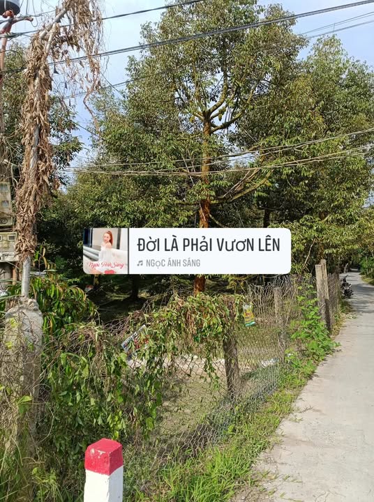 Đất trồng sầu riêng 9000m² Hậu Mỹ Trinh giá chỉ 5.22 tỷ - Cơ hội đầu tư tuyệt vời!