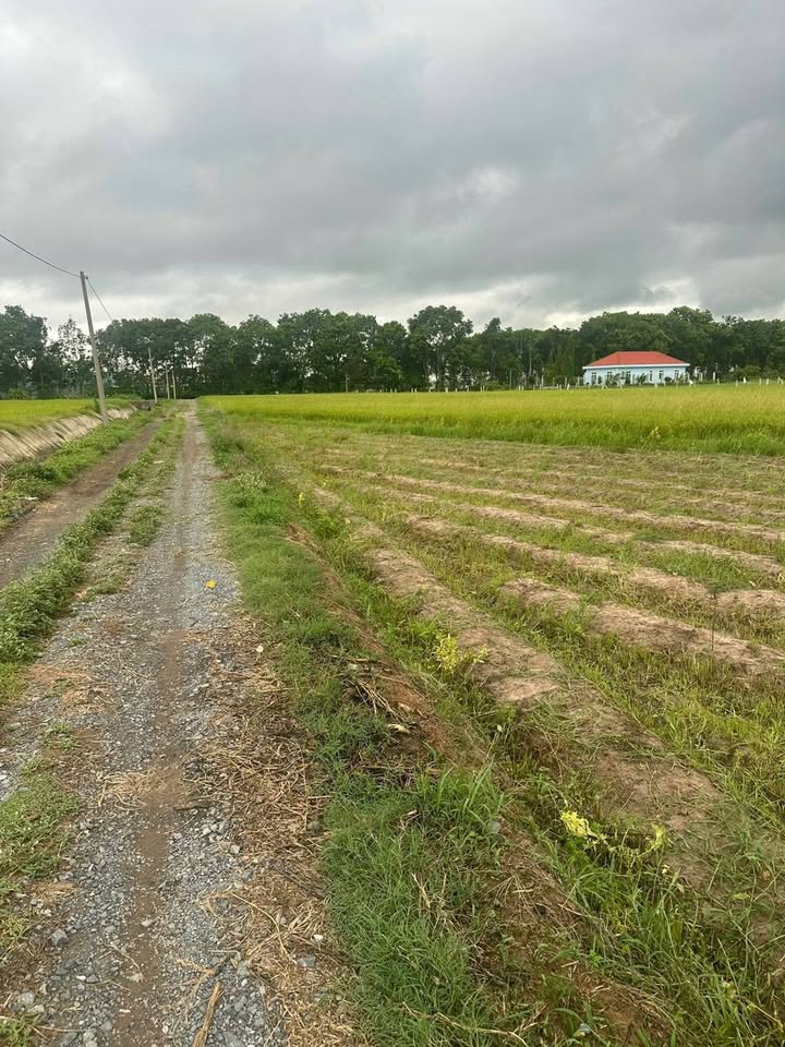 Đất trồng cây 437m² xã Thái Mỹ, Củ Chi giá chỉ 550 triệu - Cơ hội đầu tư không thể bỏ lỡ!