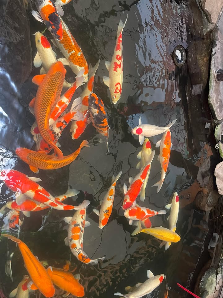 Nhà cấp 4 hẻm Nguyễn Gia Thiều, Quy Nhơn 48m² giá 1.85 tỷ - An ninh tốt, phong thủy đẹp!