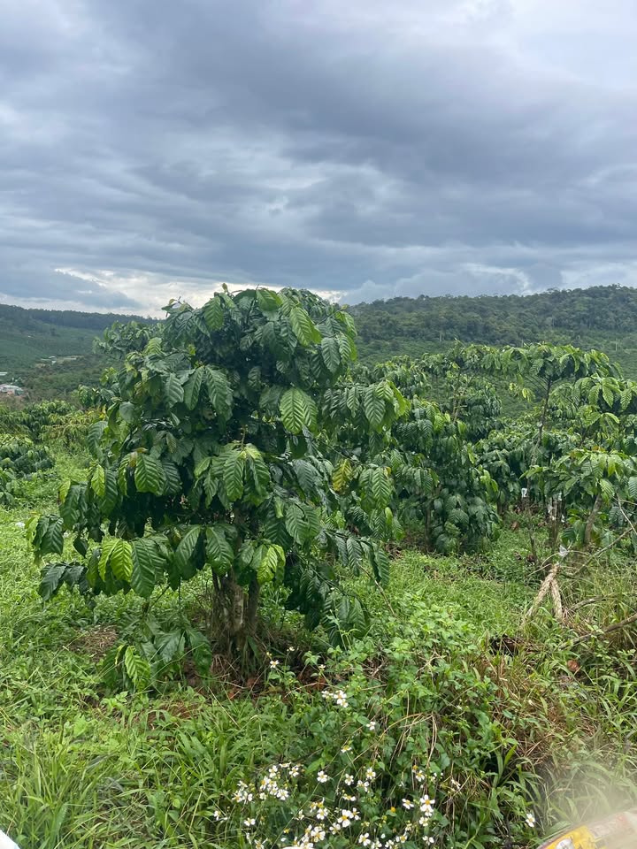 Đất nền 1ha xã Tân Lâm, huyện Di Linh giá 3.2 tỷ - Cơ hội đầu tư sinh lời!