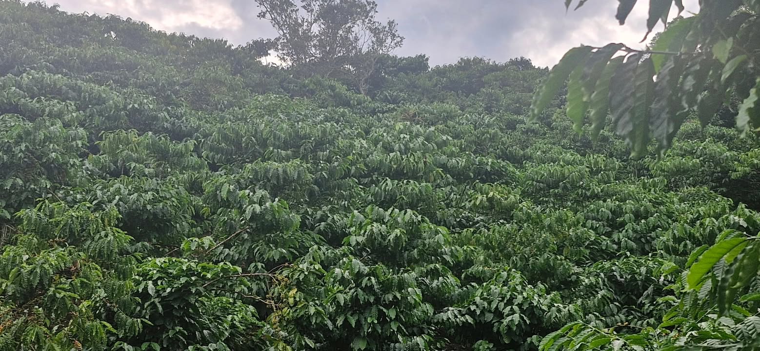 Đất Lộc Bảo 18,000m² giá 1.5 tỷ - Sổ đỏ đầy đủ, vị trí đẹp!