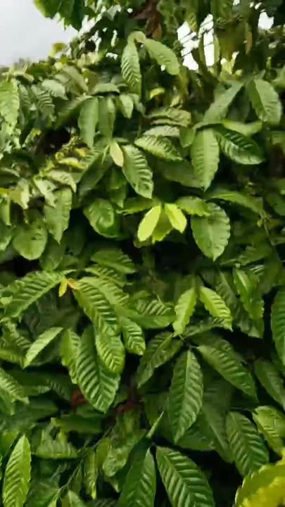 Đất Cà Phê 1ha Tại Tà Năng Đức Trọng Giá 2.2 Tỷ - Cơ Hội Đầu Tư Hiếm Có!