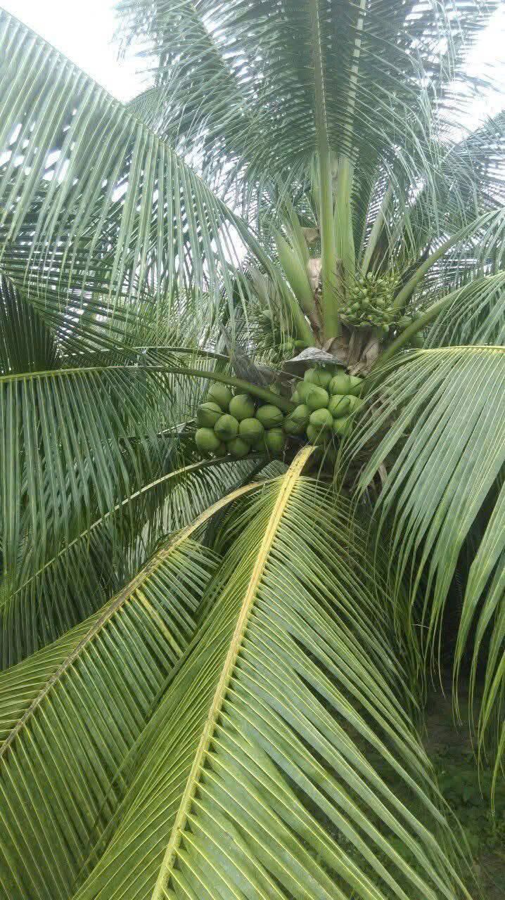 Đất lúa 1300m² xã Mỹ Phú Long An chỉ 741 triệu - Đầu tư sinh lời ngay!