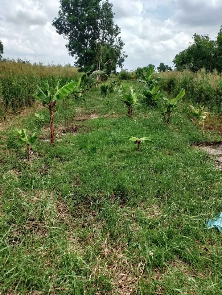 Đất nền 1400m² tại An Minh, Kiên Giang - Giá chỉ 1.7 tỷ, đầu tư sinh lời!