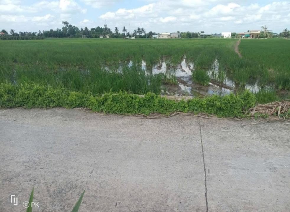 Đất nền đẹp tại xã Vàm Cỏ, Tân Trụ 140m² giá chỉ 449 triệu - Cơ hội đầu tư hiếm có!