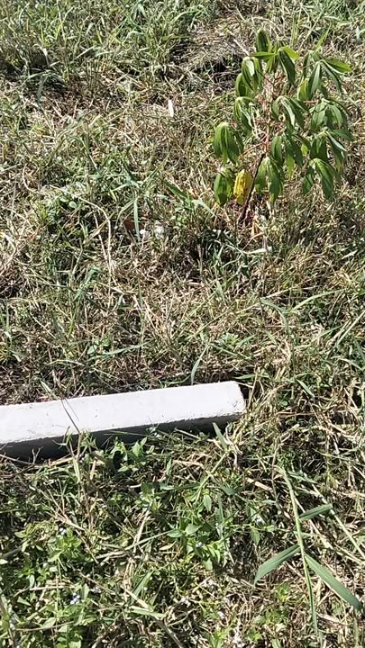 Đất thổ cư 100m² tại Mỹ Phú, Thủ Thừa giá chỉ 630 triệu - Cơ hội đầu tư hấp dẫn!