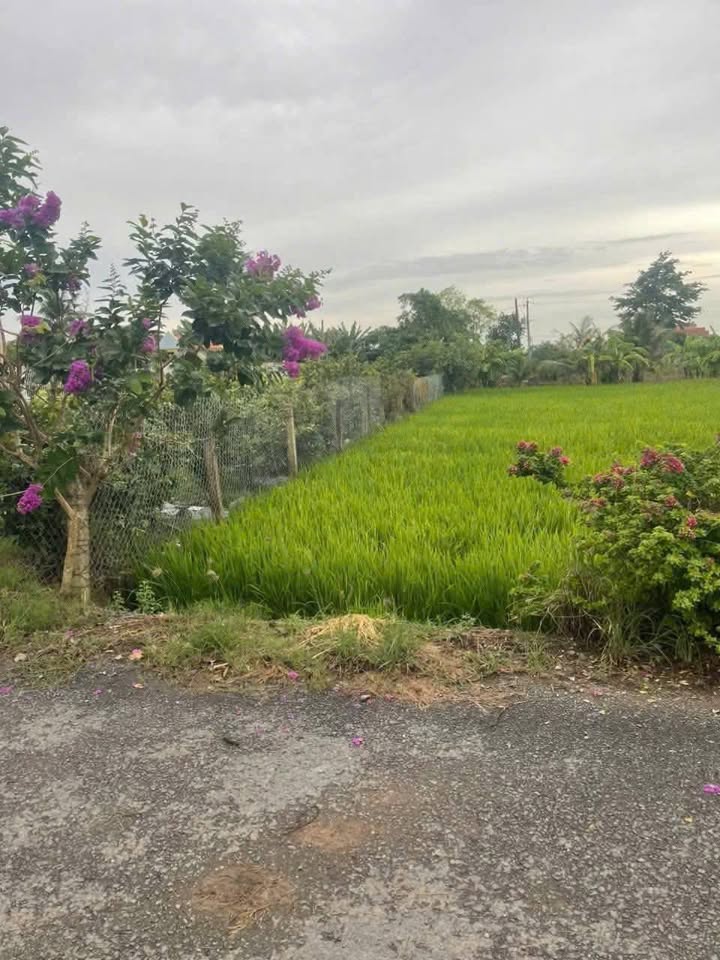 Đất thổ cư Tân Trụ 401m² giá 1.7 tỷ - Mặt tiền nhựa Đặng Văn Chúng